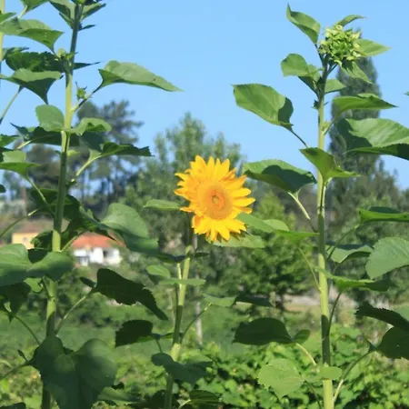 Casa Da Avo Miquinhas