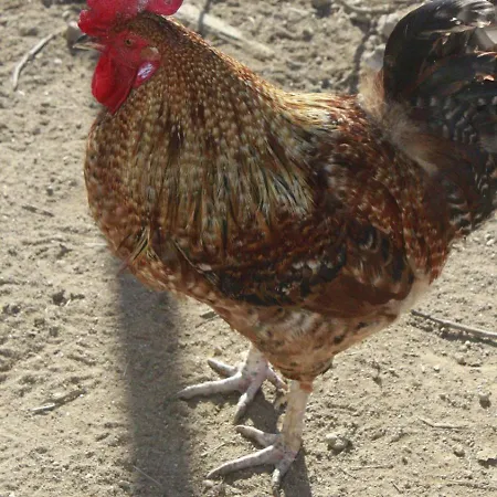 Holiday park Casa Da Avo Miquinhas Pacos de Ferreira