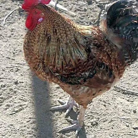 Kompleks wypoczynkowy Casa Da Avo Miquinhas *