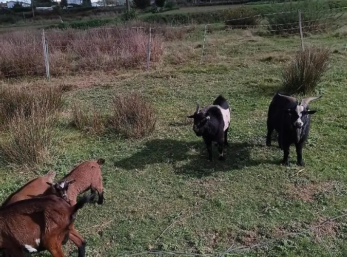 Holiday park Casa Da Avo Miquinhas Pacos de Ferreira