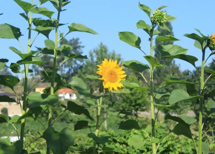 Casa Da Avo Miquinhas