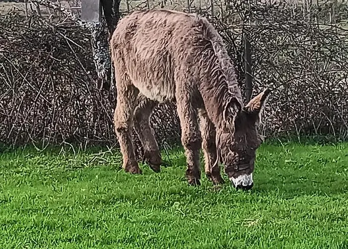 Casa Da Avo Miquinhas * Pacos de Ferreira