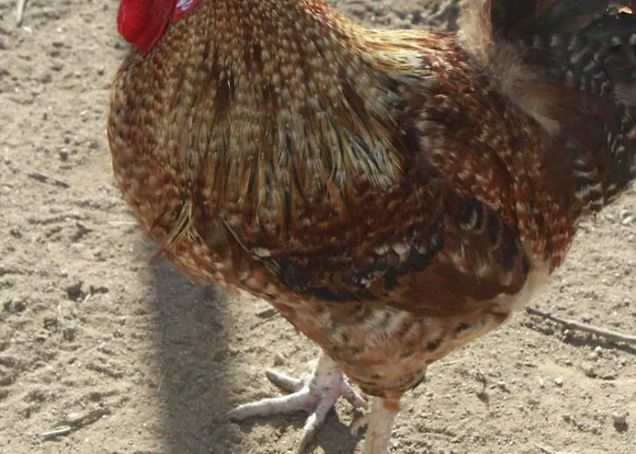 Parco vacanze Casa Da Avo Miquinhas Pacos de Ferreira